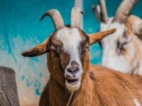 Afghan Male Arrested Over Suspected Rapes of Goats and Sheep