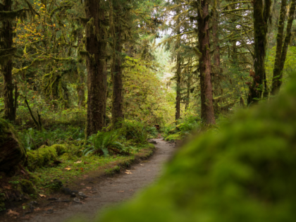 Skeletal Remains Found by Hikers Identified as Washington Woman Missing Since November of 2024