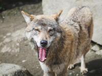 Police: Wolf Injures Toddler at Pennsylvania Zoo While Parents Were Looking at Their Phones