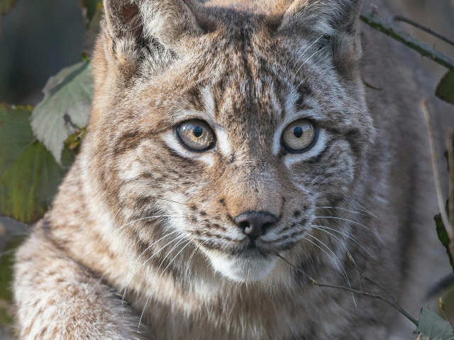 Lynx Sneaking in Woods