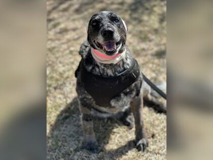 VIDEO: Half-Blind Senior Dog Earns Nickname ‘Bear Slayer’ for Protecting Family