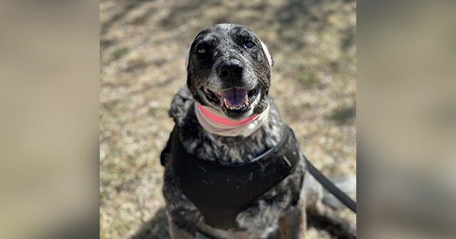 VIDEO: Half-Blind Senior Dog Earns Nickname 'Bear Slayer' for Protecting Family