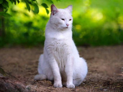 white cat