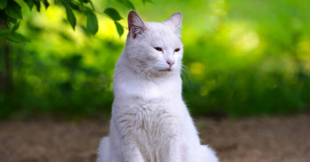 VIDEO -- 'He's Finally Home': California Cat Lost for Seven Years Reunited with Family in Florida