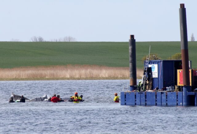 The humpback whale was guided to a special barge