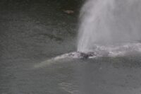 A gray whale that swam 20 miles up a Washington state river is found dead