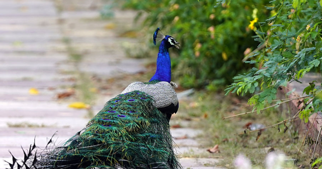 Roving Gang of Peacocks Spark Civil War in Italian Village: 'They Don't Let Us Sleep Because of the Screams!'