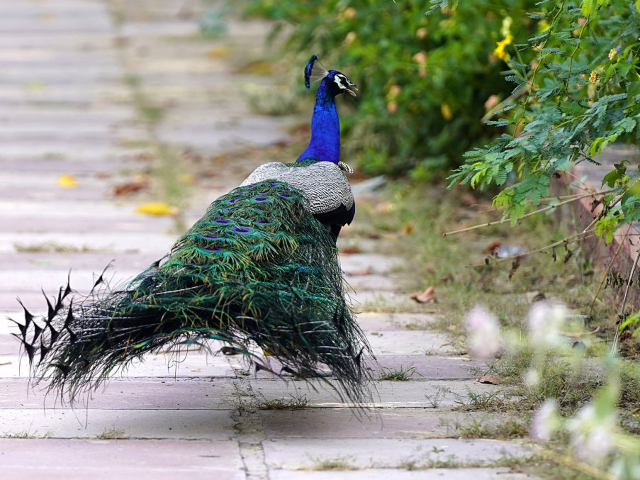 A peacock displays its iridescent feathers inside a garden in Ajmer, India, on April 30, 2