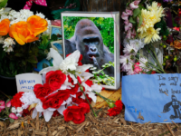 White House Remembers Harambe on 10-Year Anniversary of Gorilla’s Death: ‘Gone, but Not