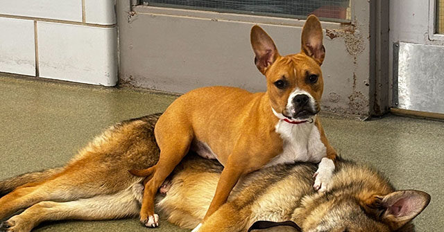VIDEO -- 'It Just Felt Right': Family Adopts Two Inseparable Dogs Rescued from Chicago Rail Line