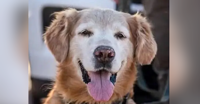 WATCH — Florida K-9 Rescues Missing Autistic Teen After Sniffing His Sock: 'Good Boy!'