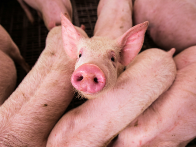Piggy