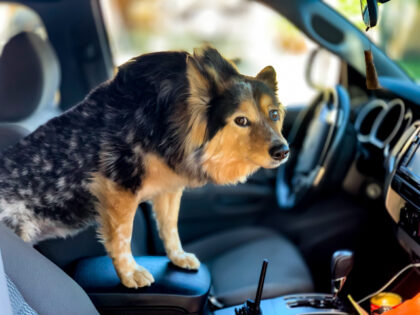 dog in vehicle