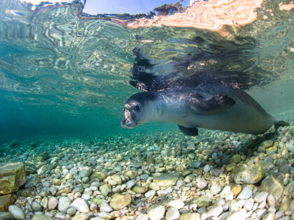 Monk Seal, Monachus monachus, Alonissos Island, GreeceMonk seal, Monachus monachus, which