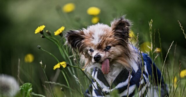 French Holder of 'World's Oldest Dog' Title Dies Aged 30