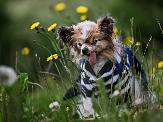 Lazare, a Continental Toy Spaniel Papillon said to be the world's oldest dog born in 1995,