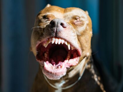 A close-up portrait of a playful pitbull with its mouth wide open