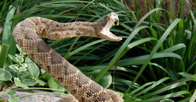 California's Ventura County Issues Warning After Another Person Bitten by Rattlesnake