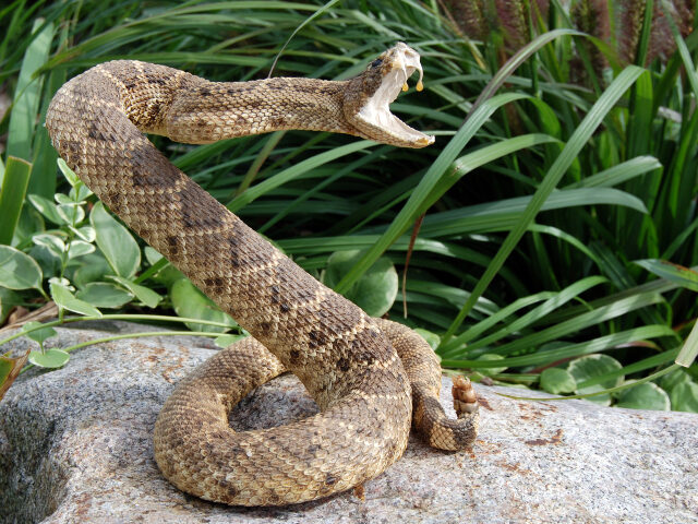 rattlesnake