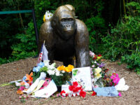 White House Honors ‘Legend’ Harambe the Gorilla: ‘True Patriot’