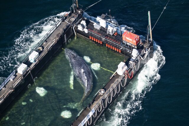 An aerial photo shows the rescued humpback whale in a special barge along the Danish coast