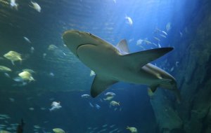 Australian spearfisher killed in shark attack off Great Barrier Reef