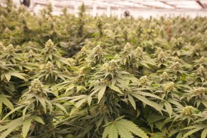 Cannabis reclassification removes some hurdles for industry