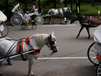 VIDEO – NYC: 18-Year-Old Dies After Being Thrown from Runaway Horse-Drawn Carriage in Central Par