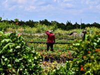 Report: Republican Agriculture Chair Plans Expansion of Foreign Visa Worker Pipeline to U.S. Farms