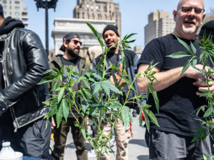 NEW YORK, NEW YORK - APRIL 20: Marijuana plants are shown for sale in Washington Square Pa