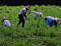 Three Defendants Sentenced for ‘Modern-Day Slavery’ Scheme Trafficking Foreign Workers 
