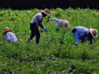SALISBURY, MD- JUL 04: Migrant farm workers weed a watermelon field outside of Salisbury,
