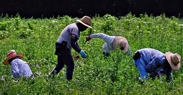 Three Defendants Sentenced for 'Modern-Day Slavery' Scheme Trafficking Foreign Workers into U.S.