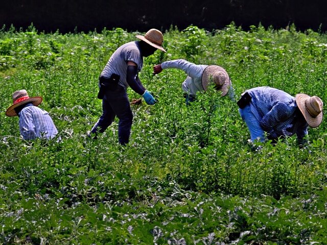 Eastern Shore Migrants Workers Face an Uncertain Future SALISBURY, MD- JUL 04: Migrant farm workers weed a watermelon field outside of Salisbury,