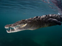 VIDEO — ‘Horrific’: Crocodile Drags Man to Sea, Kills Him at Mexican Resort