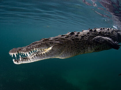 VIDEO — ‘Horrific’: Crocodile Drags Man to Sea, Kills Him at Mexican Resort