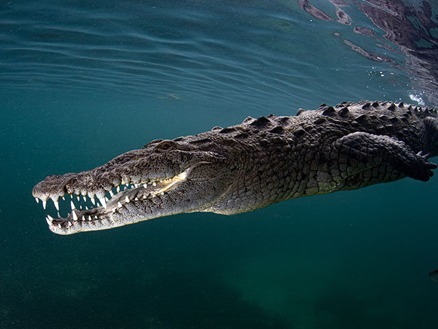 crocodile