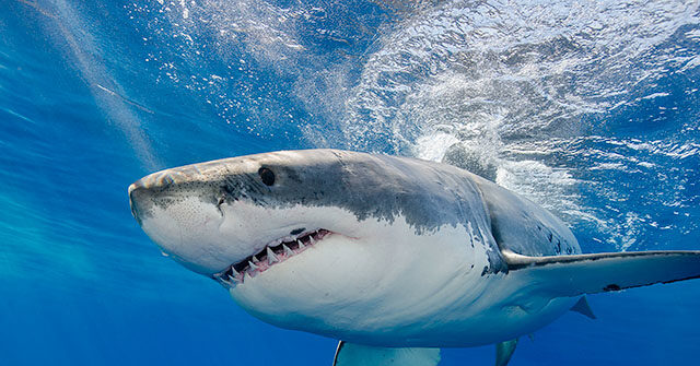 WATCH — Nantucket Fisherman Catches, Releases Great White Sh