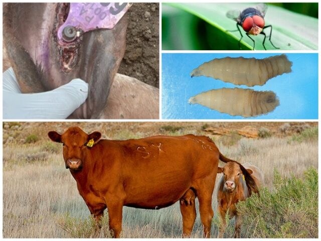 Flesh Eating Screwworm Found in Texas, Infected Calf Detected Near Border (U.S. Department