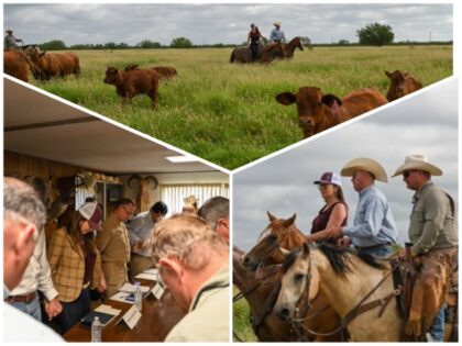 Texas' First Screwworm Infected Calf Fully Recovers (PHOTOS: USDA)