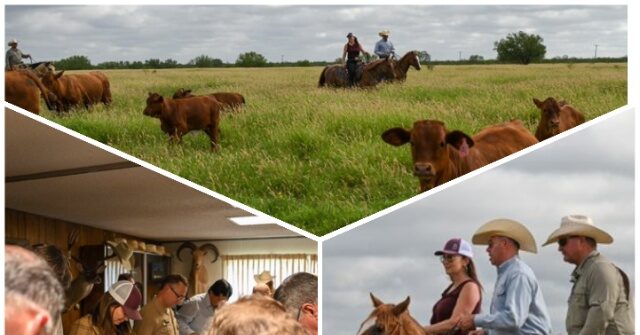 Texas' First Screwworm-Infected Calf Fully Recovers