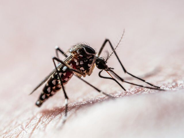 Mosquito sucking blood