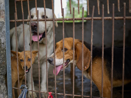 Representatives from Humane World for Animals visit dogs at a dog meat slaughterhouse in Y