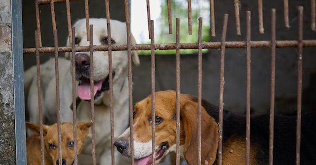 Exclusive: China's Yulin, Infamous for Dog Meat Festival, Sees First Dog Butcher Escape Gruesome Business