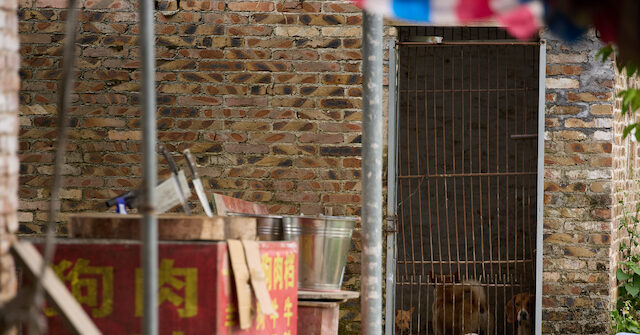 China's Gruesome Yulin Dog Meat Festival Begins with Slow Sales, but Thousands Butchered