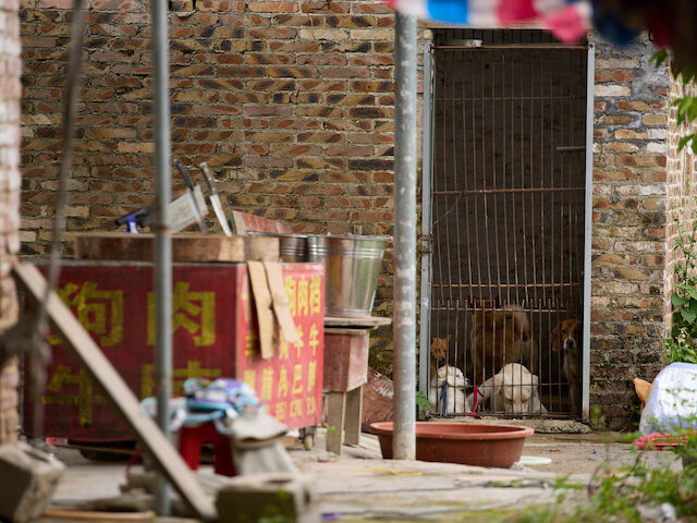 China’s Gruesome Yulin Dog Meat Festival Begins with Slow Sales, but Thousands Butchered