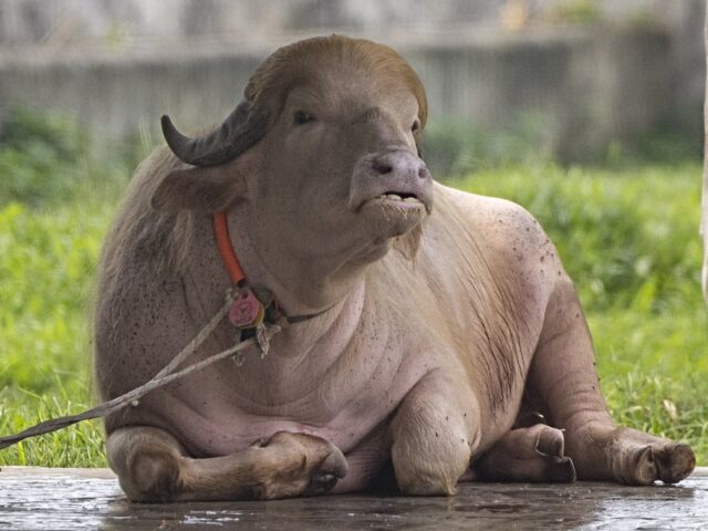 DHAKA, BANGLADESH - MAY 29: A rare albino buffalo nicknamed 'Donald Trump' is seen in its