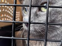 Police Rescue Hundreds of Cats from Being Eaten in Vietnam with Bust of Major Animal Theft Ring