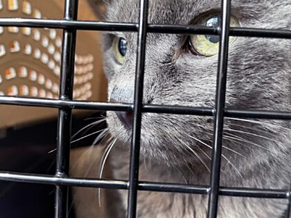Close-up of grey cat looking out of bars in cage as it is carried to a new and unknown loc