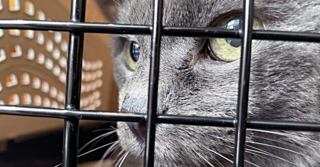 Police Rescue Hundreds of Cats from Being Eaten in Vietnam with Bust of Major Animal Theft Ring